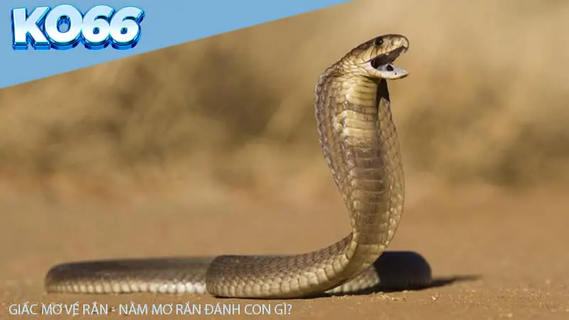 Giấc mơ về rắn