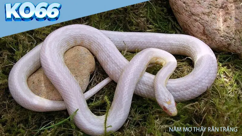 Nằm mơ thấy rắn trắng